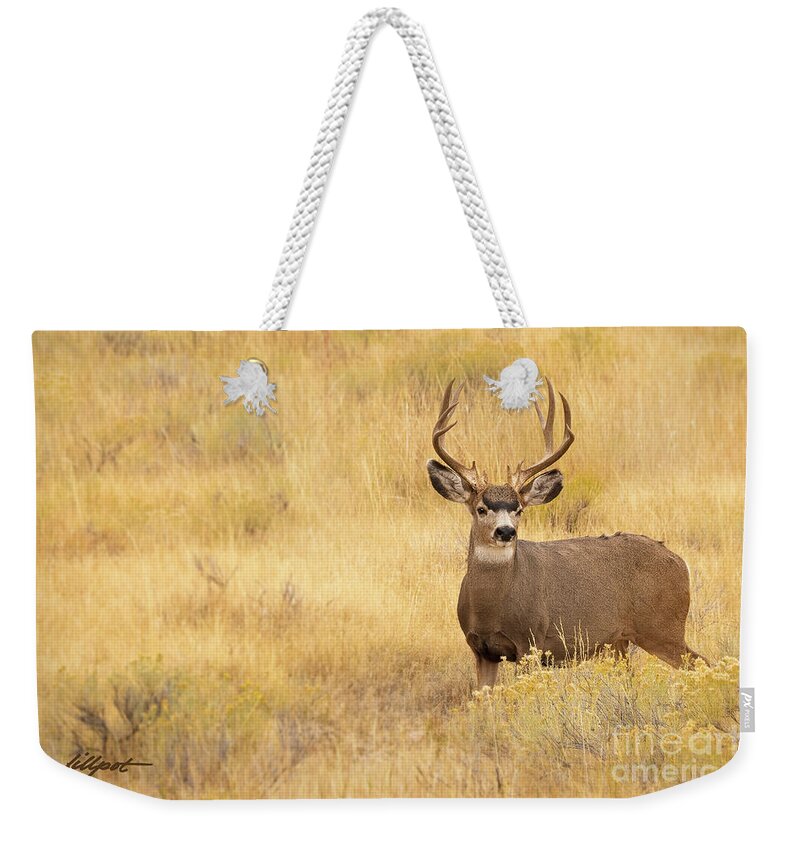 Buck Mule Deer In Autumn Grasses Weekender Tote Bag featuring the photograph Autumn Mulie by Bon and Jim Fillpot