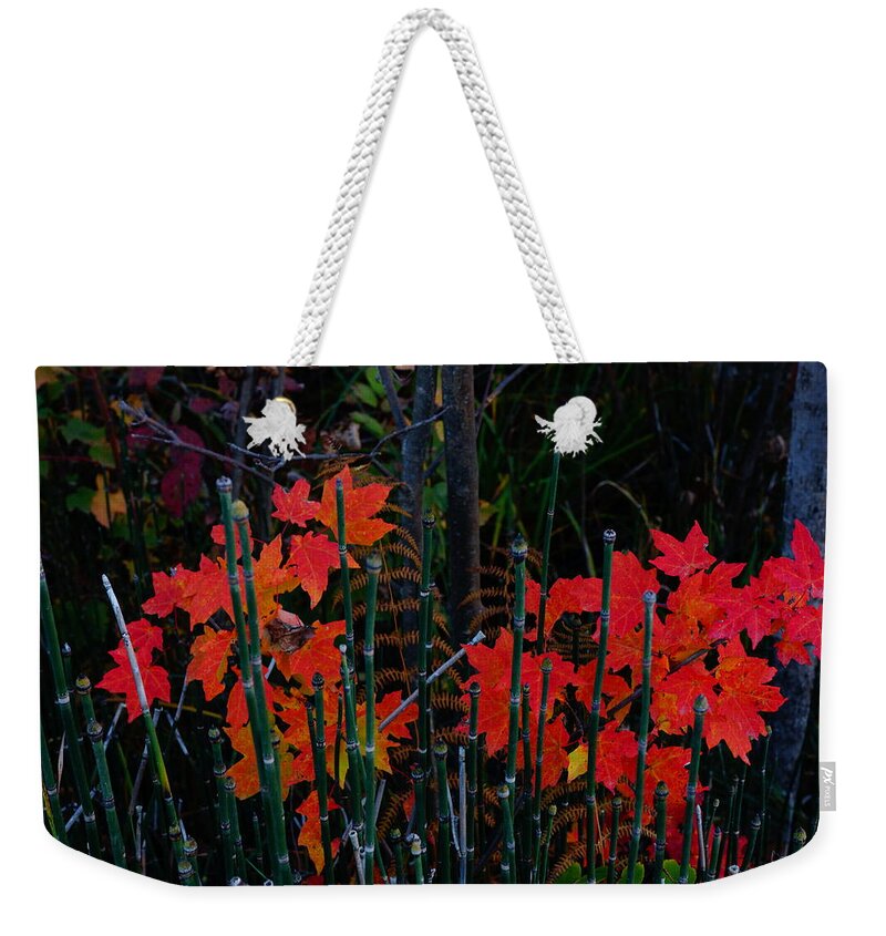 Color Weekender Tote Bag featuring the photograph Autumn by Steven Clipperton