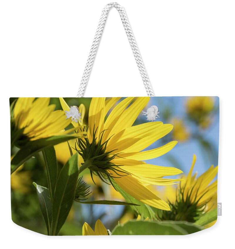 Blue Weekender Tote Bag featuring the photograph Autumn Sunshine by Holly Ross