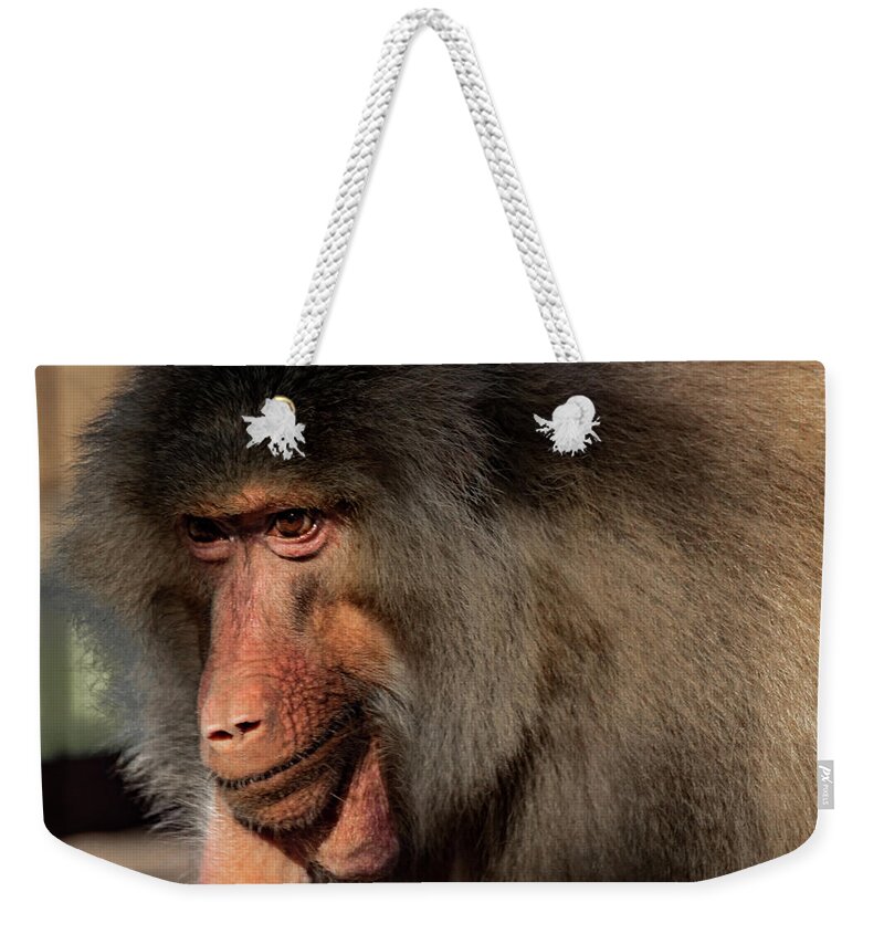 Jay Stockhaus Weekender Tote Bag featuring the photograph Baboon by Jay Stockhaus