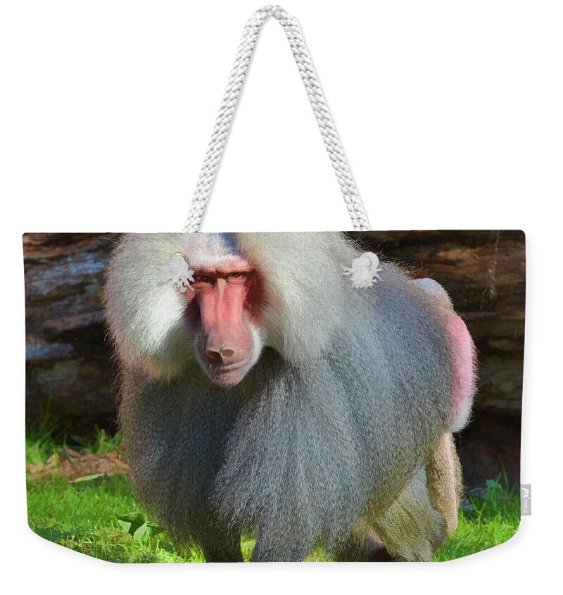 Baboon Weekender Tote Bag featuring the photograph Baboon Stalking by Kathy Baccari