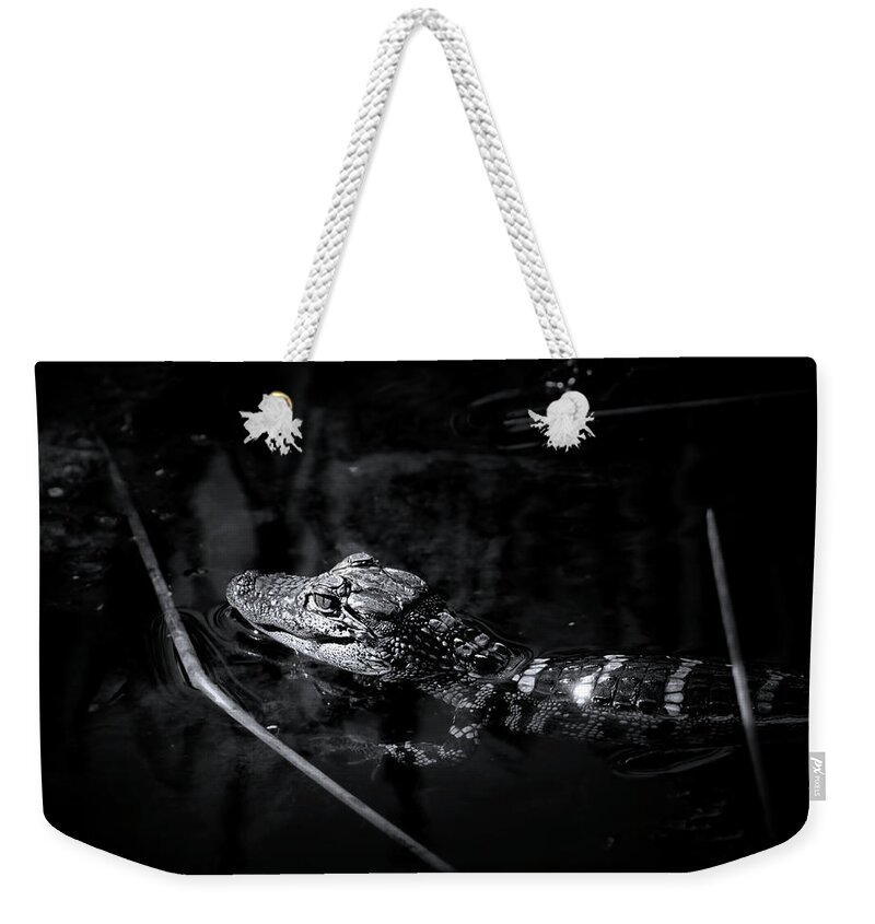 Alligator Weekender Tote Bag featuring the photograph Baby Alligator at Sunrise by Mark Andrew Thomas