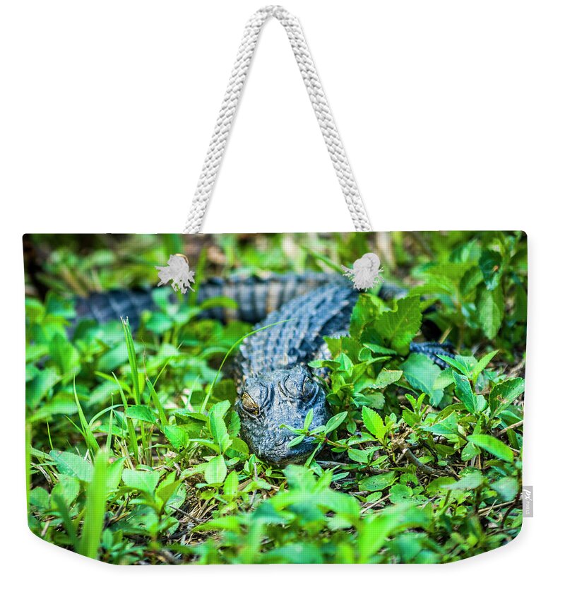 Alligators Weekender Tote Bag featuring the photograph Baby Alligator by Daniel Murphy