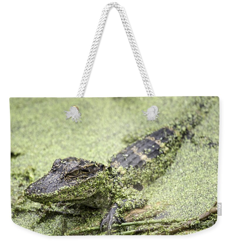 Alligator Weekender Tote Bag featuring the photograph Baby Alligator by Jeannette Hunt