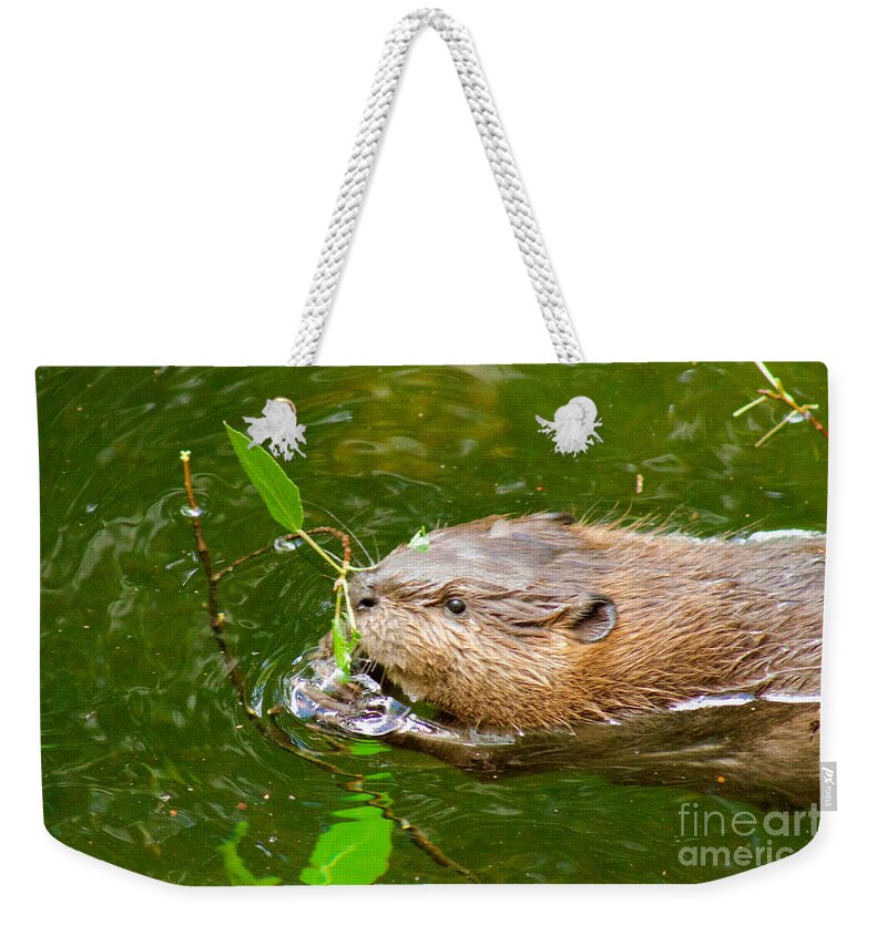 Photography Weekender Tote Bag featuring the photograph Baby Beaver by Sean Griffin
