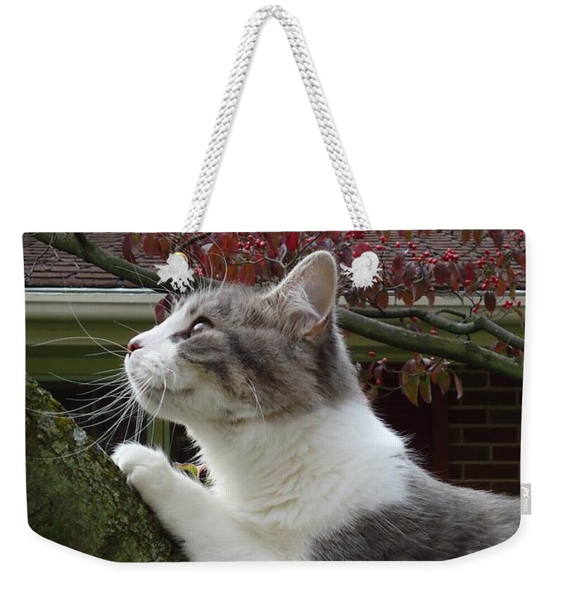 Cat Weekender Tote Bag featuring the photograph Baby Girl by Leslie Manley