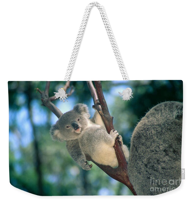 Animal Art Weekender Tote Bag featuring the photograph Baby Koala Bear by Himani - Printscapes