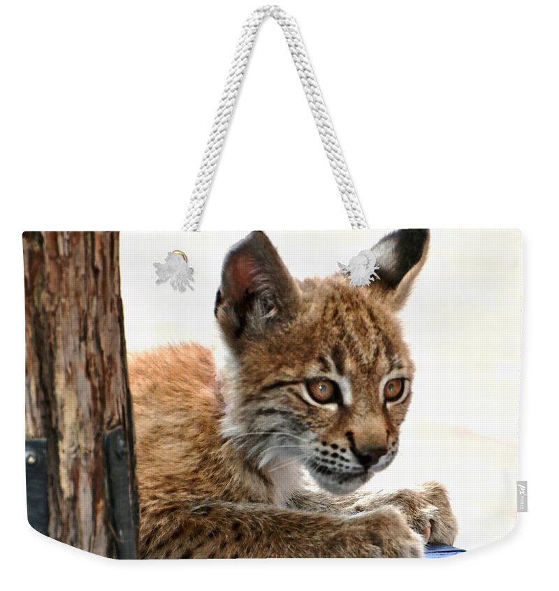 Lynx Weekender Tote Bag featuring the photograph Baby Lynx by Amy McDaniel