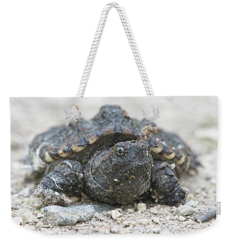 Snapping Turtle Weekender Tote Bag featuring the photograph Baby Snapper by Jim Zablotny