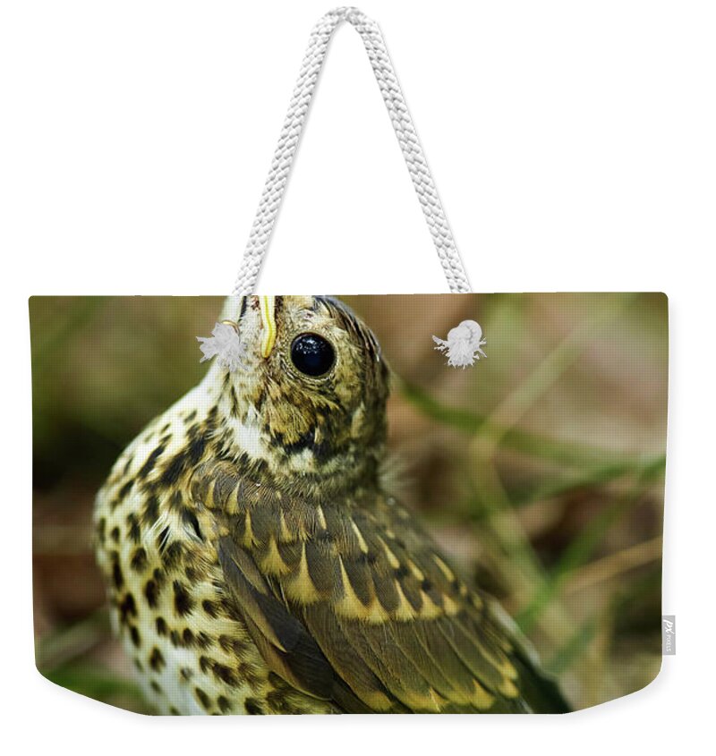 Turdus Weekender Tote Bag featuring the photograph Baby song thrush on forest floor by Ragnar Lothbrok