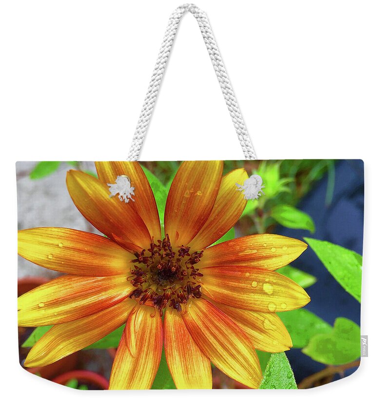 Sunflower Weekender Tote Bag featuring the photograph Baby Sunflower Grace by Matthew Seufer
