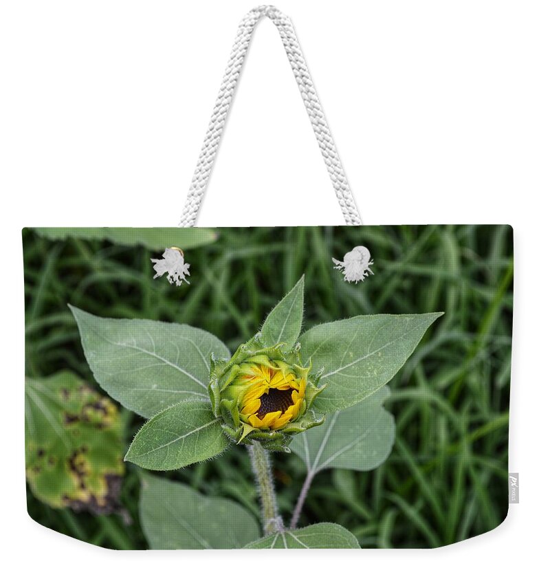 Sunflower Weekender Tote Bag featuring the photograph Baby Sunflower by Joseph Caban