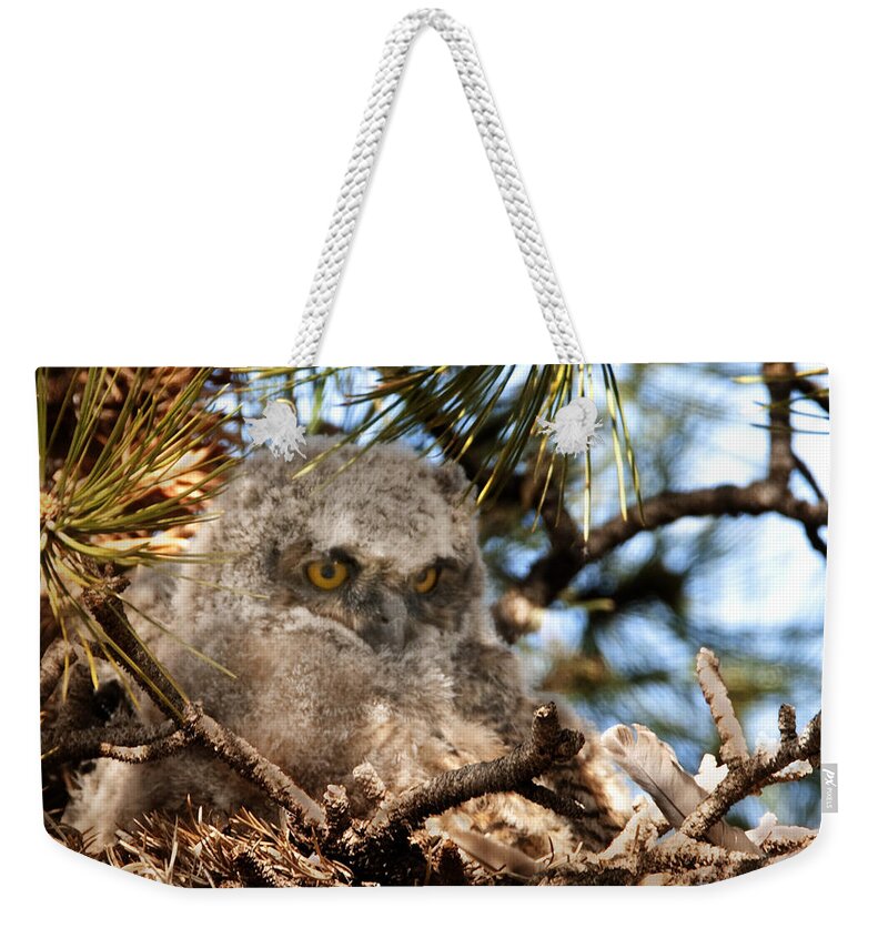 Great Horned Owl Chick Weekender Tote Bag featuring the photograph Baby Who by Bon and Jim Fillpot