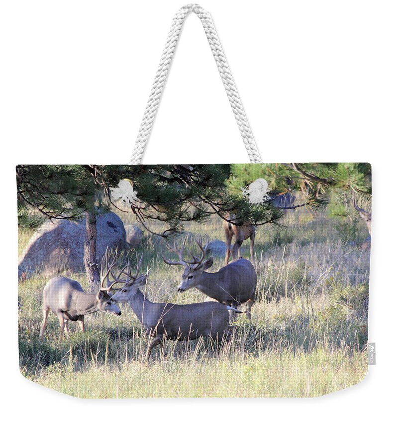 Bachelor Weekender Tote Bag featuring the photograph Bachelor Pad by Shane Bechler