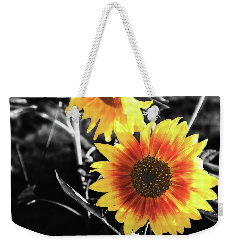 Sunflower Weekender Tote Bag featuring the photograph Back-lit Brilliance by April Burton