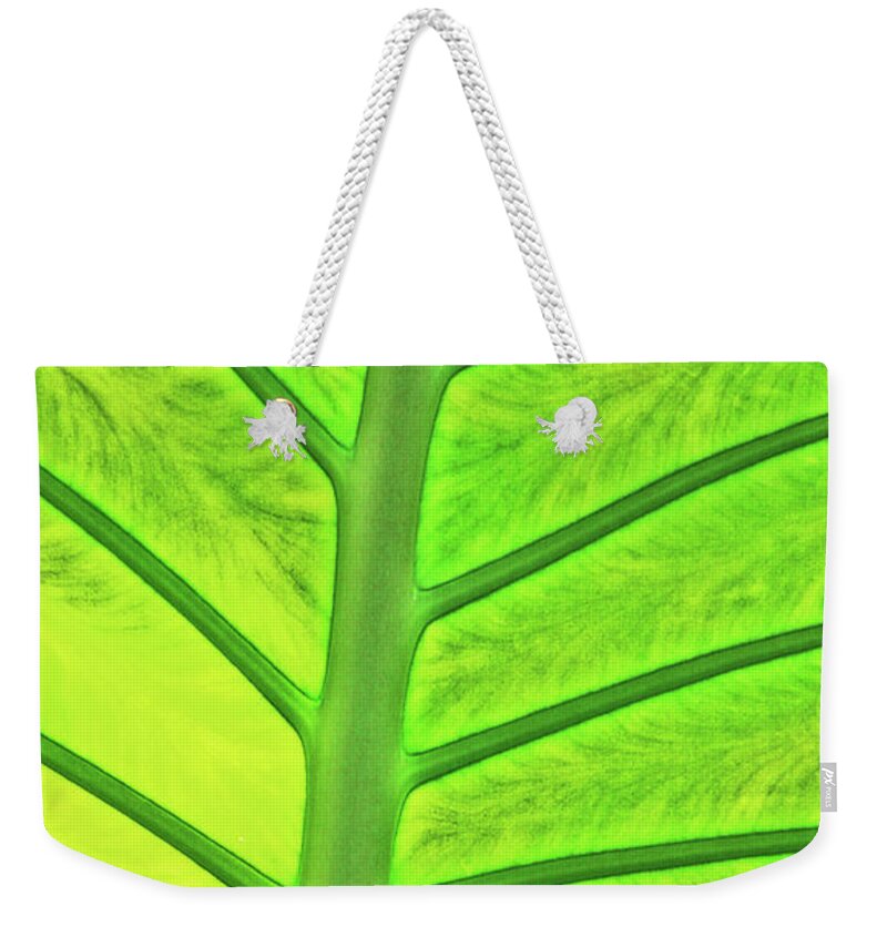 Back-lit Green Tropical Leaf Stem And Ribs Various Shades Of Green Weekender Tote Bag featuring the photograph Back-lit Green Tropical Leaf Stem and Ribs Various Shades of Green 2 10232017 Colorado by David Frederick