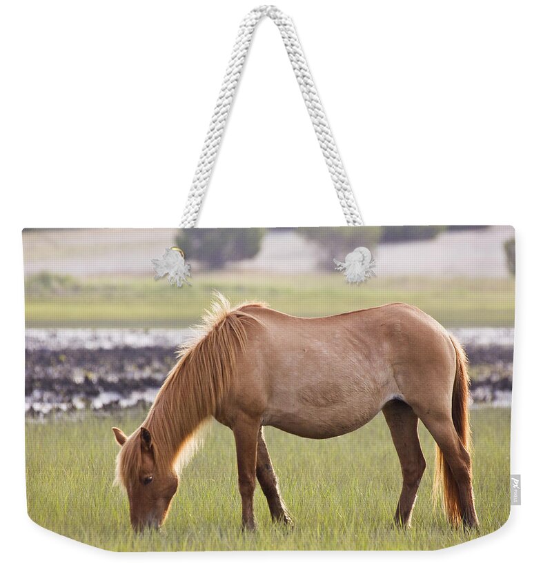 Wild Weekender Tote Bag featuring the photograph Back-lit Wild Horse by Bob Decker