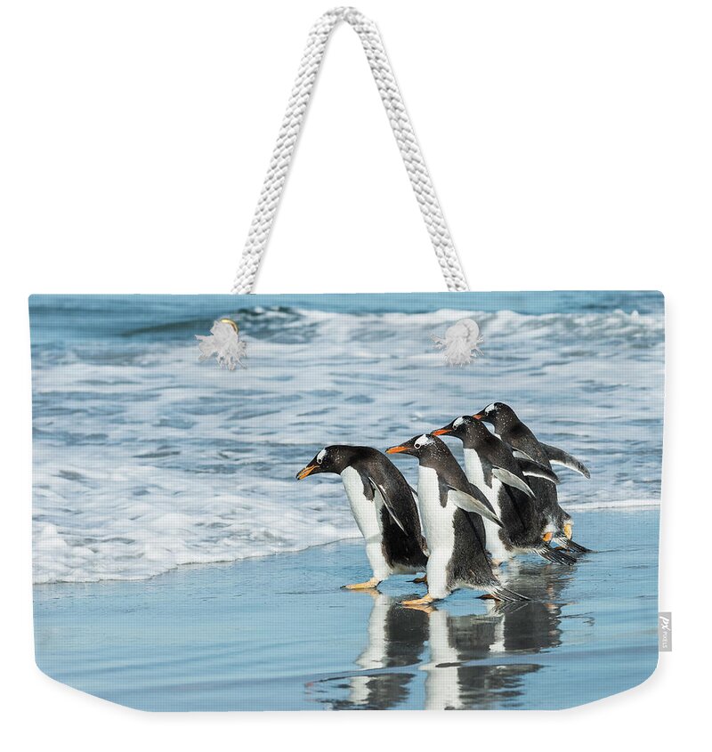 The Falklands Weekender Tote Bag featuring the photograph Back to the sea. by Usha Peddamatham