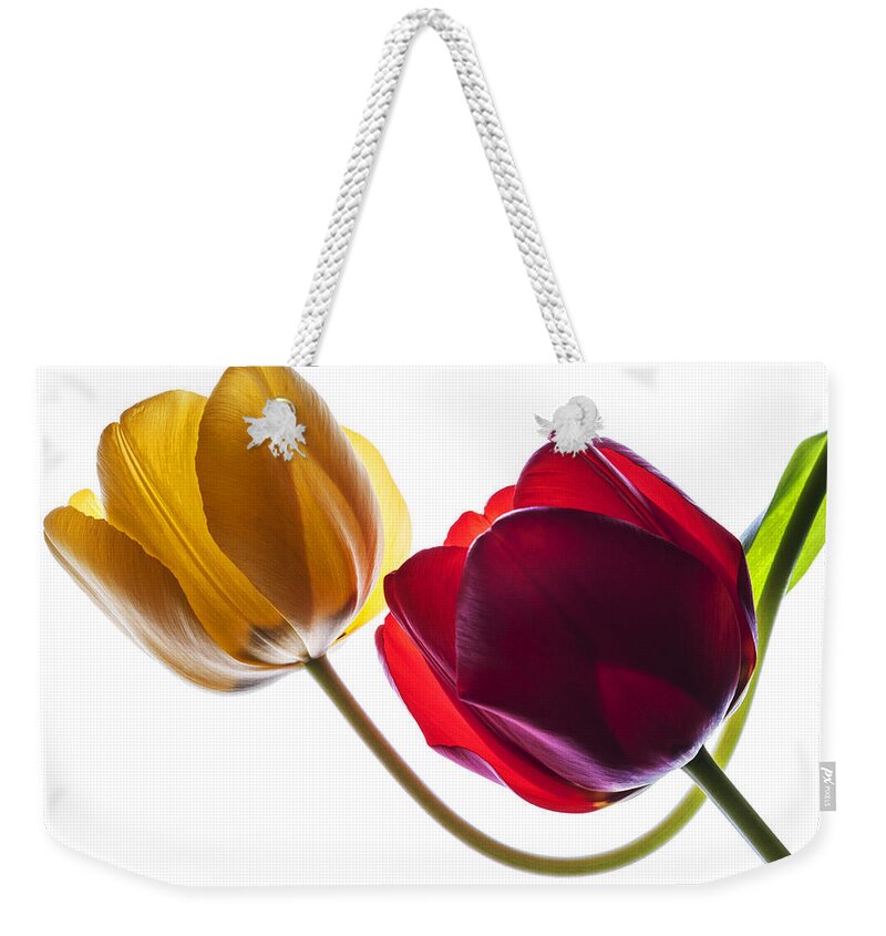 Tulip Weekender Tote Bag featuring the photograph Backlit red and yellow tulip on white by Vishwanath Bhat