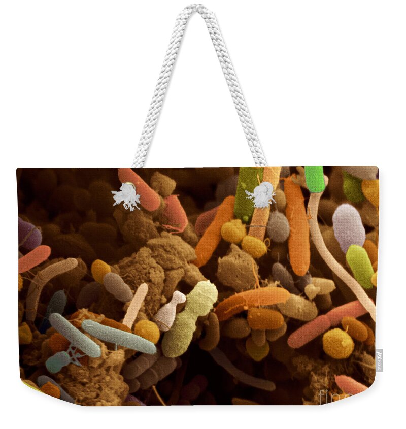 Human Weekender Tote Bag featuring the photograph Bacteria In Human Feces, Sem by Scimat
