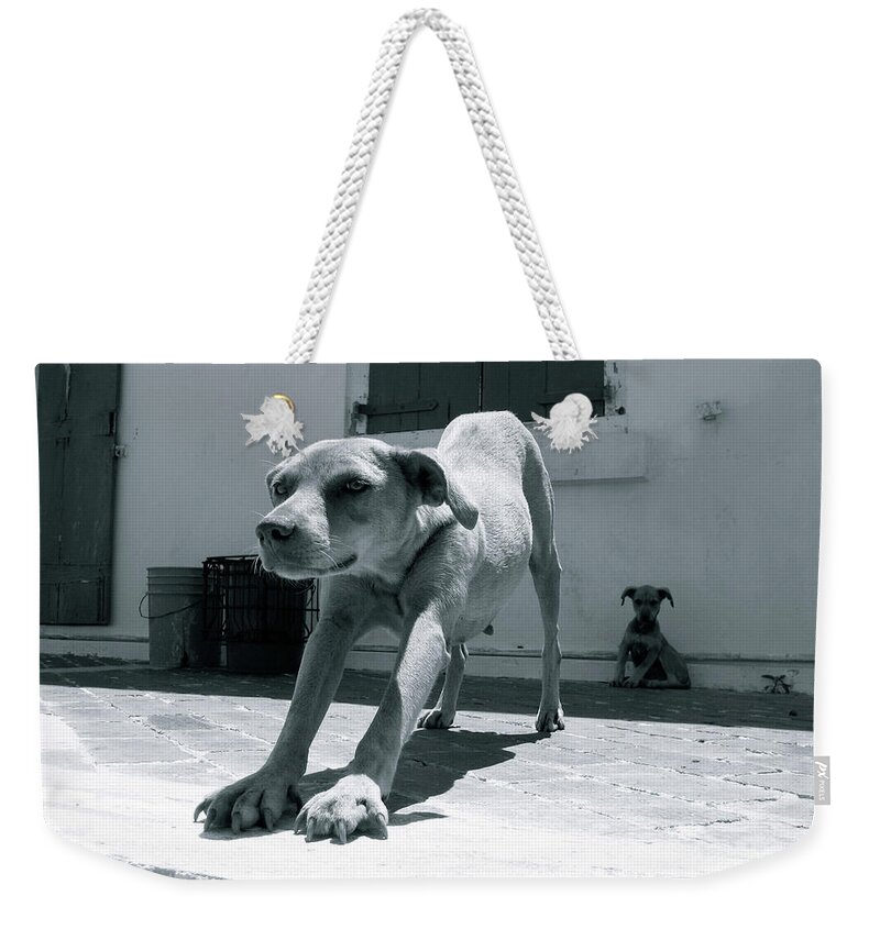 Dog Weekender Tote Bag featuring the photograph Bahamas Dog by Becqi Sherman