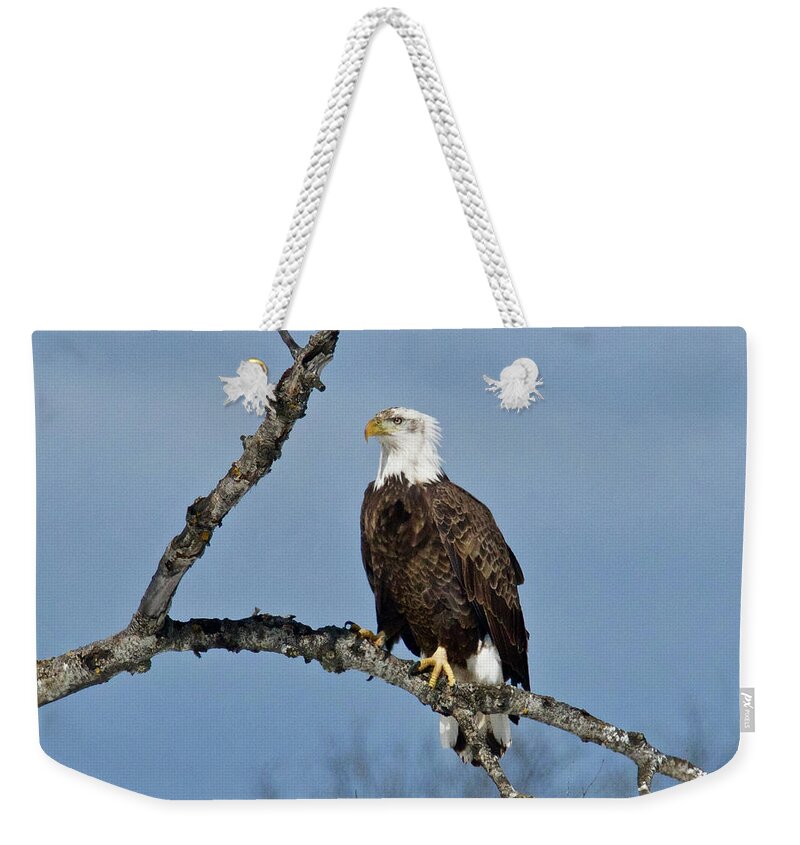 Bird Weekender Tote Bag featuring the photograph Bald Eagle 0472 by Michael Peychich