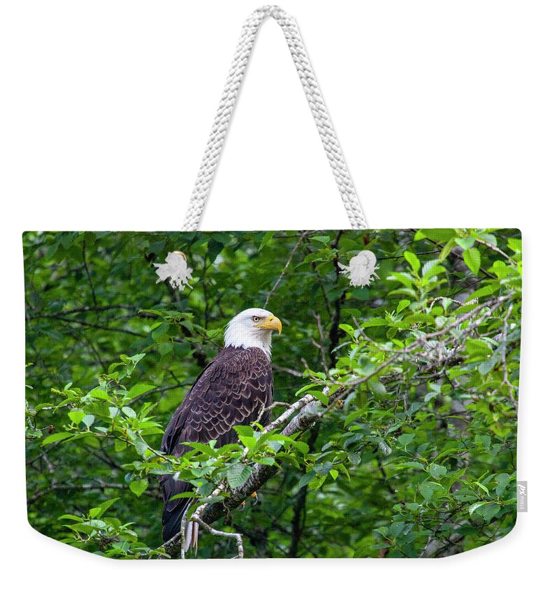 Bald Eagle In Trees Weekender Tote Bag featuring the photograph Bald Eagle 2 by Anthony Jones