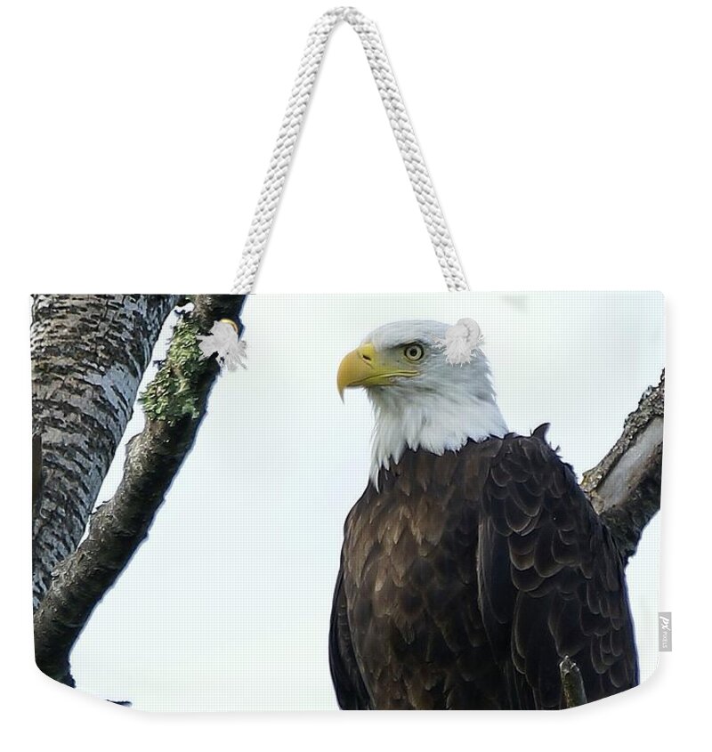 Bird Weekender Tote Bag featuring the photograph Bald Eagle 4 by Steven Clipperton