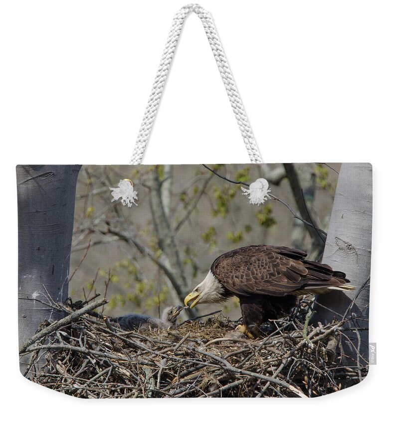 Adult Weekender Tote Bag featuring the photograph Bald Eagle Feeding by Ann Bridges