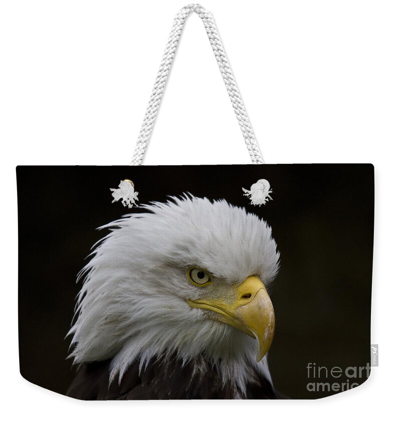 Eagle Weekender Tote Bag featuring the photograph Bald eagle looking for food by Heiko Koehrer-Wagner