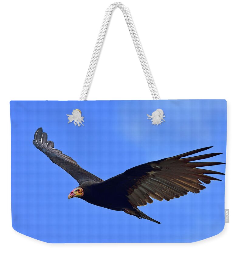 Lesser Yellow-headed Vulture Weekender Tote Bag featuring the photograph Bald is Beautiful by Tony Beck