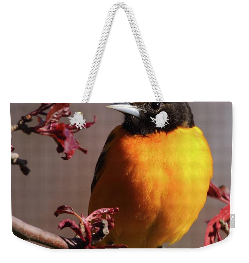 Oriole Weekender Tote Bag featuring the photograph Baltimore Oriole II by Bruce J Robinson