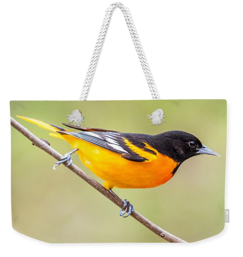 Baltimore Weekender Tote Bag featuring the photograph Baltimore Oriole by Paul Freidlund