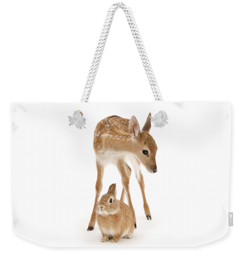 Fallow Deer Weekender Tote Bag featuring the photograph Bambi and Thumper by Warren Photographic