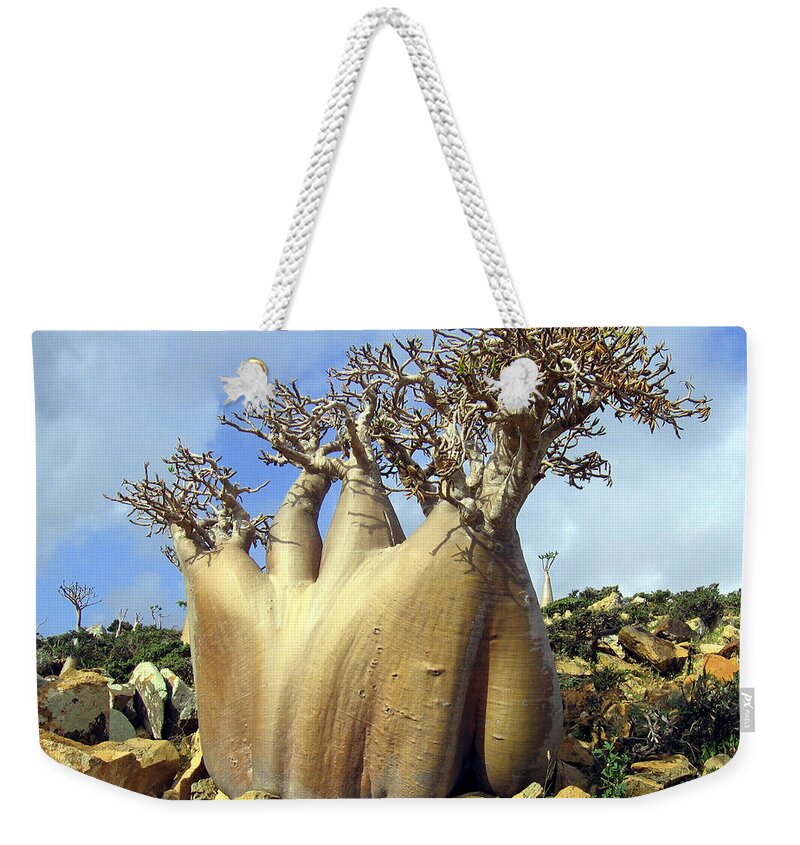Baobab Tree Weekender Tote Bag featuring the photograph Baobab Tree by Jackie Russo