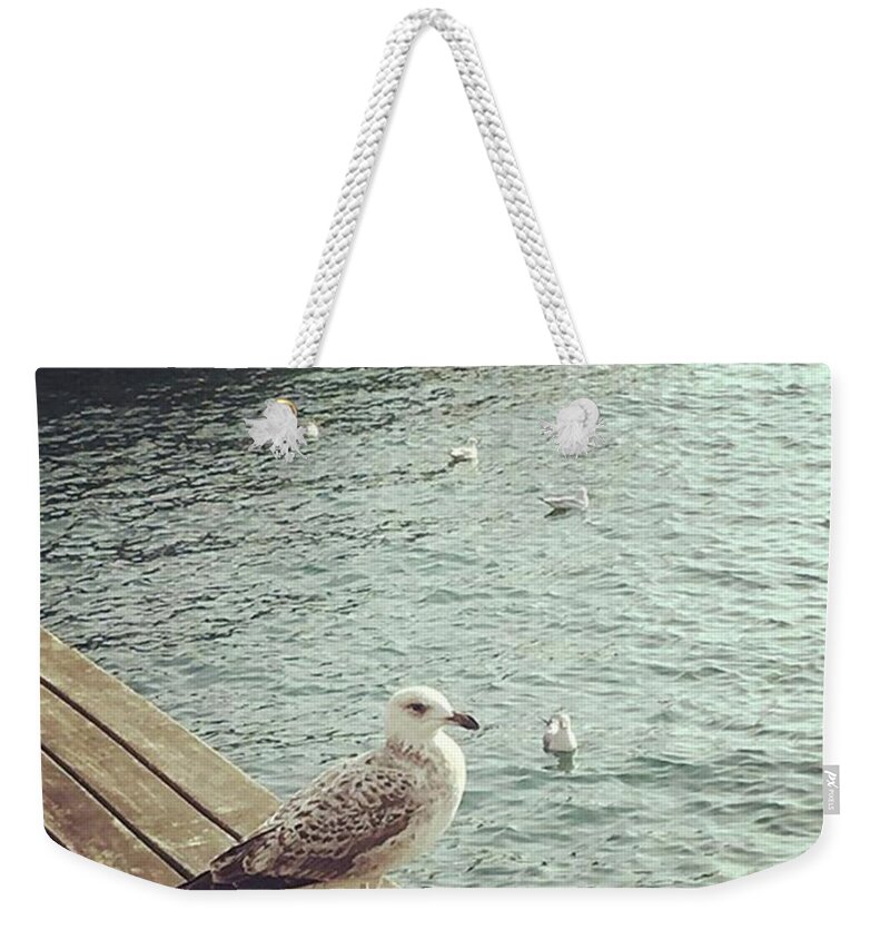 Aroundtheworld Weekender Tote Bag featuring the photograph Young seagull by Dannise Masiglat
