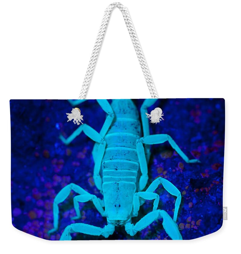 Scorpion Weekender Tote Bag featuring the photograph Bark Scorpion By Blacklight by Stuart Wilson