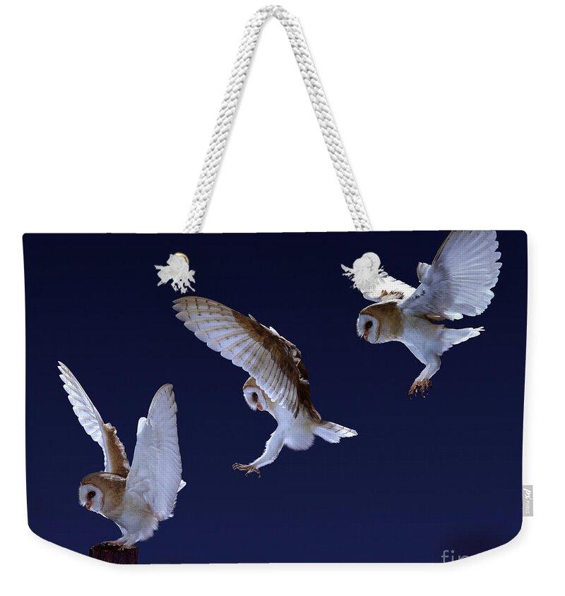 Barn Owl Weekender Tote Bag featuring the photograph Barn Owl alighting triple image by Warren Photographic