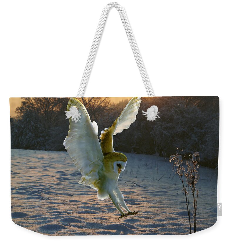 A Barn Owl Weekender Tote Bag featuring the photograph Barn owl in snowy sunset by Warren Photographic