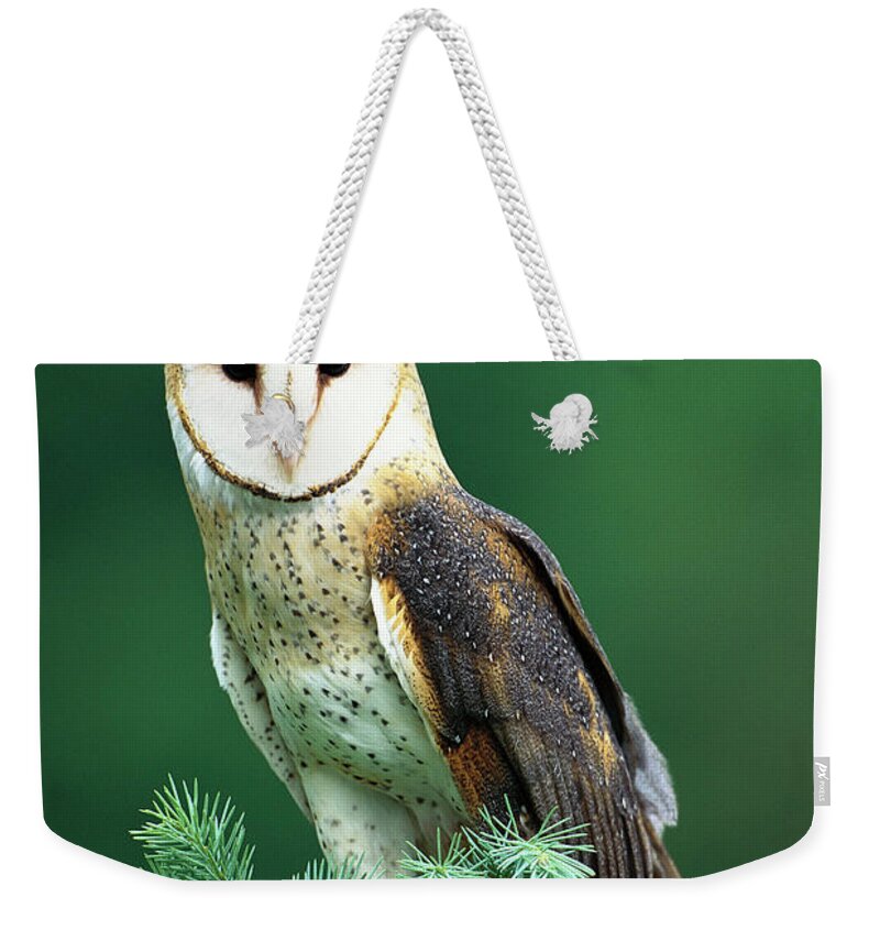 Mp Weekender Tote Bag featuring the photograph Barn Owl Tyto Alba Portrait, Hudson by Tom Vezo