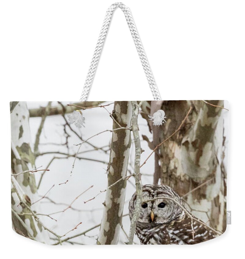 Owl Weekender Tote Bag featuring the photograph Barred Owl by Holly Ross