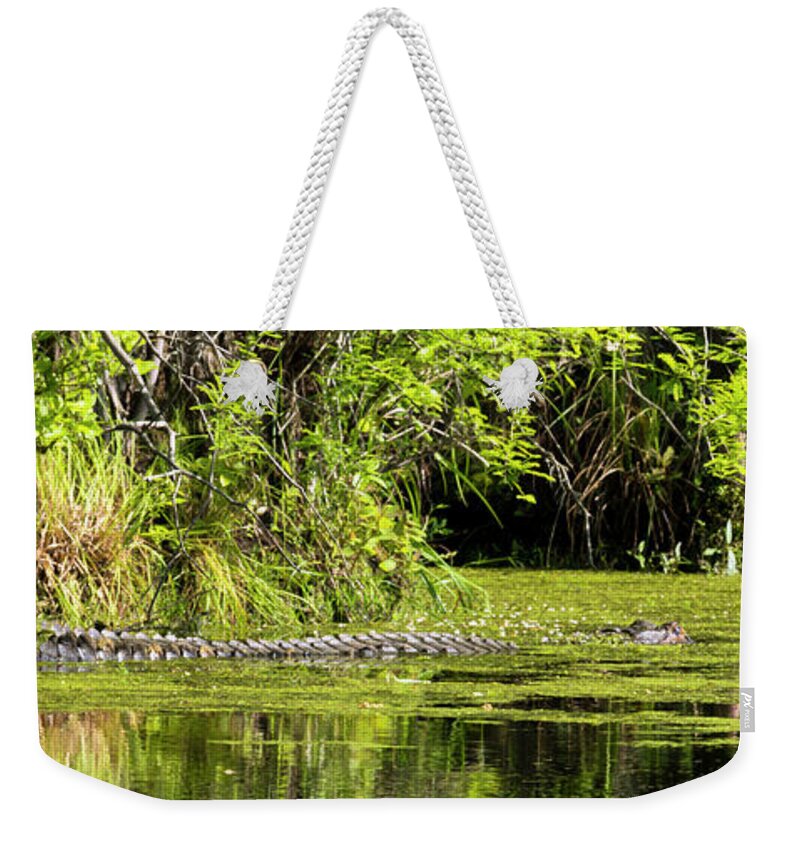 Alligator Weekender Tote Bag featuring the photograph Basking Alligator by Travis Rogers