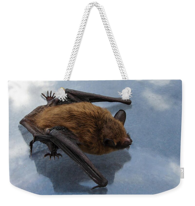 Bat Weekender Tote Bag featuring the photograph Bat by Carl Moore