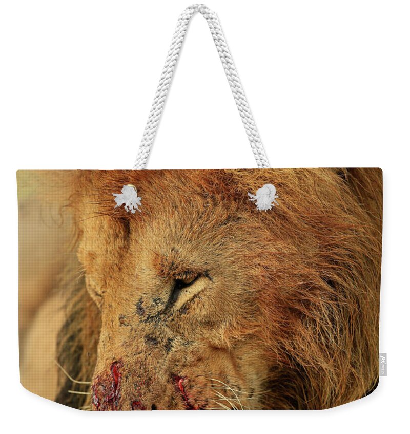 Lion Weekender Tote Bag featuring the photograph Battered but not Beaten by Steven Upton