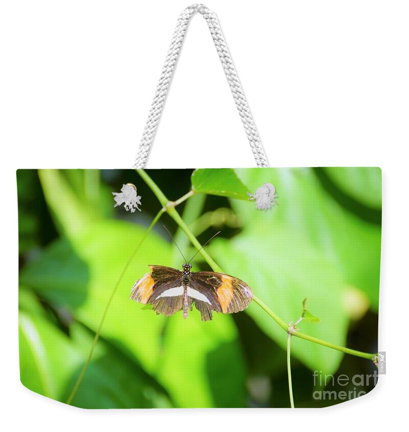 Cleveland Ohio Butterfly Weekender Tote Bag featuring the photograph Battle-worn Survivor by Merle Grenz