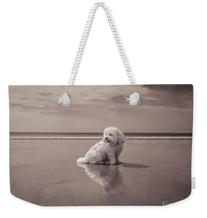 Beach Bum Weekender Tote Bag featuring the photograph Beach Bum by Charlie Cliques