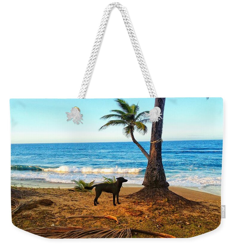 Dog Weekender Tote Bag featuring the photograph Beach Dog by Joseph Caban