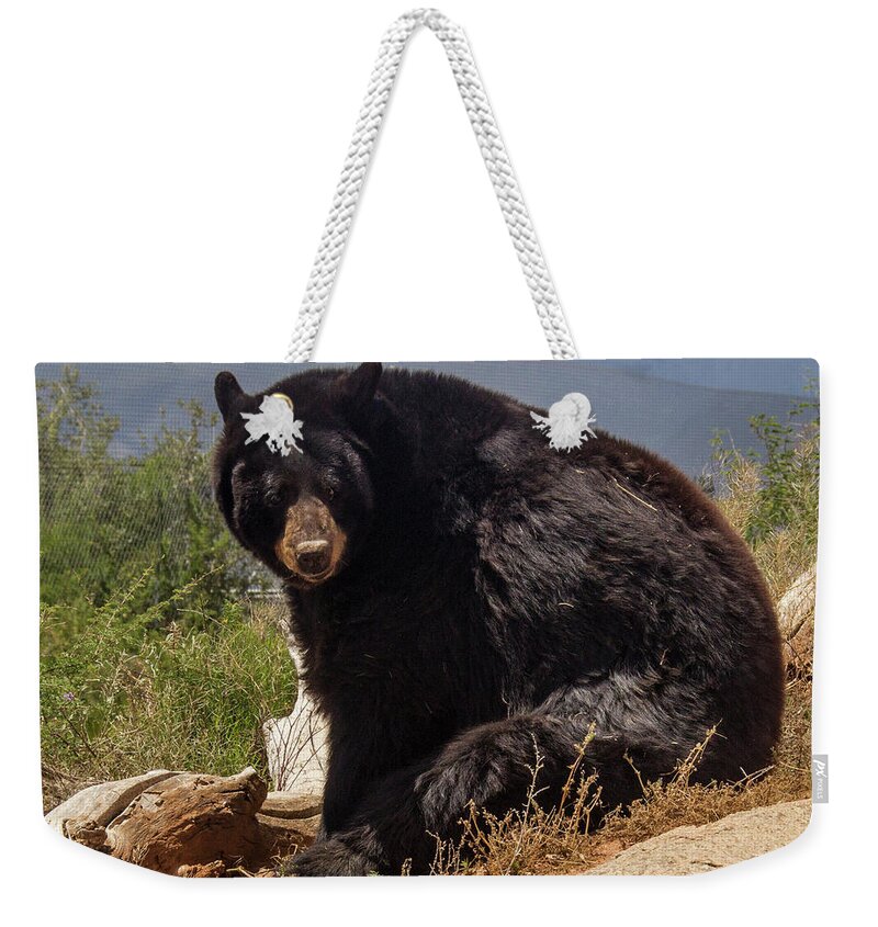 Animals Weekender Tote Bag featuring the photograph Bear by Kathy McClure