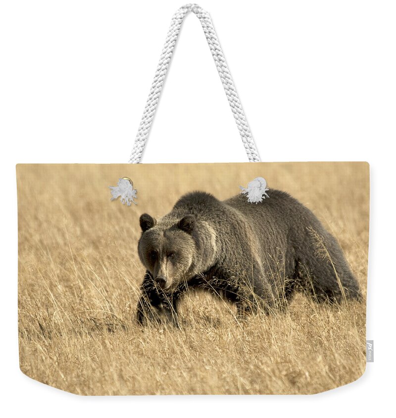 Bear Weekender Tote Bag featuring the photograph Bear On The Prowl by Gary Beeler