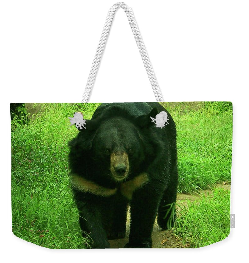Bear Weekender Tote Bag featuring the photograph Bear On The Prowl by Trish Tritz